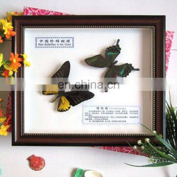 2015 New Coming 100 Real Butterfly Mounted in Frames - Decoration & Gifts photo-2