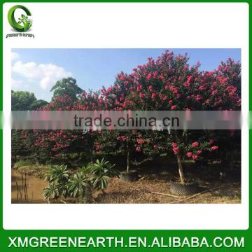 Lagerstroemia indica diameter 5cm (4)