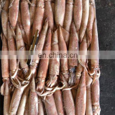frozen todarodes pacificus squid japan squid