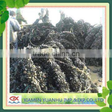 IQF Frozen Boiled Blue Mussel Without Shell photo-2