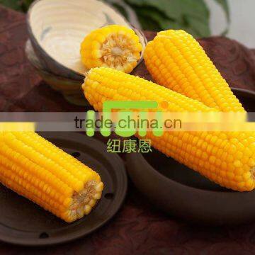 hot sale promotional frozen corn cob