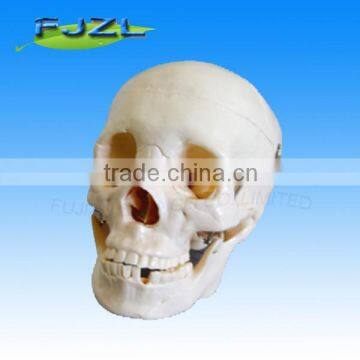 Dental Neurology Skull Super Model for study