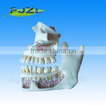 realistic maxillomandibular bone half side/Dental Neurology lower jaw with dental teeth