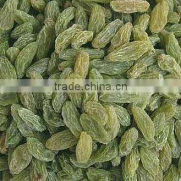 Golden Raisin Yellow Raisin Green Raisin photo-5