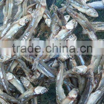 Dried Anchovies