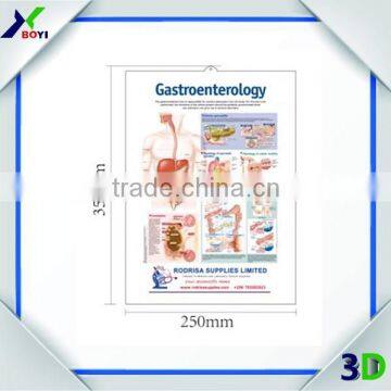 Custom 3D Anatomical Wall Chart Manufacturer photo-3