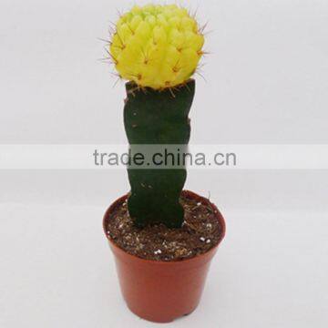 Mini tropical plants cactus