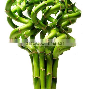 Chinese Guangdong Original lucky bamboo