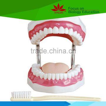 High quality Medical teaching Teeth care model