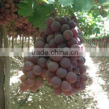 Red Globe Grapes