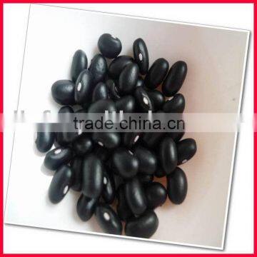 Black Kidney beans 2010 crop