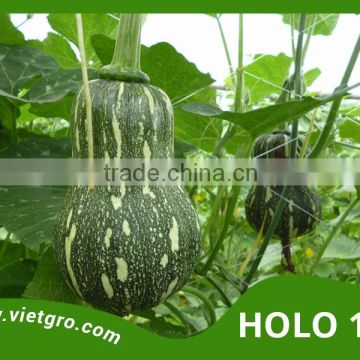 High Yield F1 Hybrid Pumpkin Seed - HOLO 100