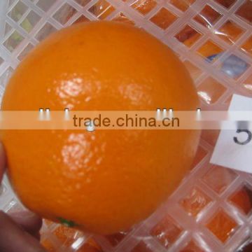 Fresh navel orange for Malaysia market