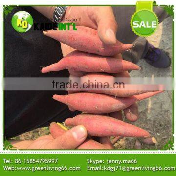 Greenliving Fresh Sweet Potato photo-3