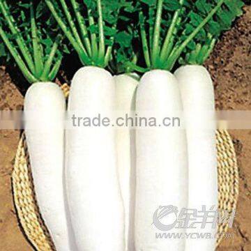 harvest shandong white radish