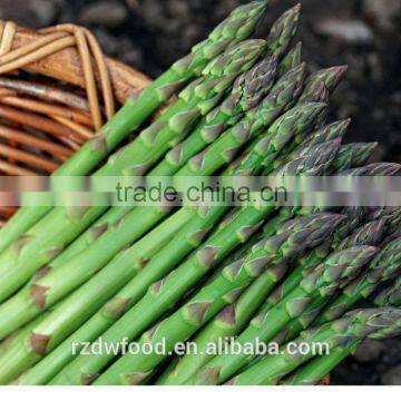 New Crop IQF Frozen Green Asparagus-dia 10-16mm