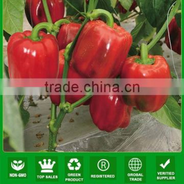 MSP21 Yanse resistance low temperature hybrid red sweet pepper seeds f1