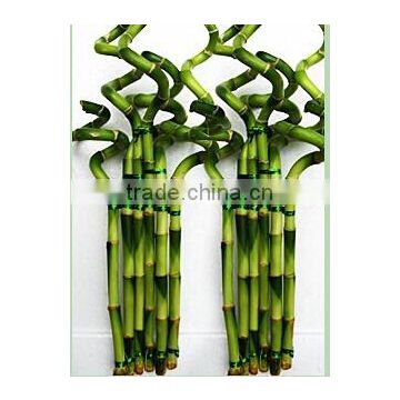 spiral lucky bamboo