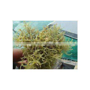 Cottonii Seaweeds photo-2