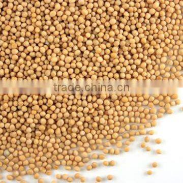 Yellow Mustard Seeds photo-3
