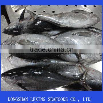 Frozen Yellowfin Tuna Fish