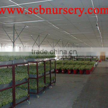 Lucky Bamboo Cage Dracaena Sanderiana photo-2