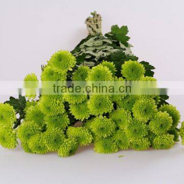 Natural Fresh Cut Decorative Mini Colorful Chrysanthumum Flowers As Gift For Friends From Yunnan, China photo-2