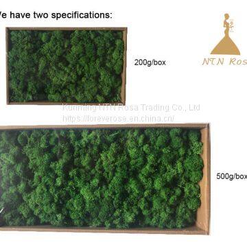 Wholesale Pure Preserved Moss for Indoor Wall Decoration photo-2