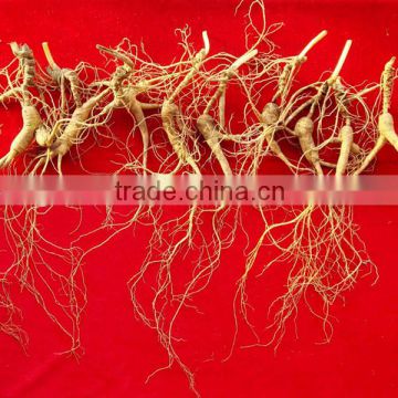 Chinese Old Wild Mountain Ginseng Root