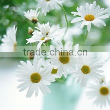 Feverfew Extract, Feverfew Flower Extract, Parthenolide/Feverfew Extract