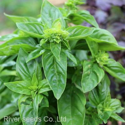250g Natural Spice Plants Ocimum Basilicum Seed Raw Dried Wholesale Basil Seeds for Home Planting photo-3