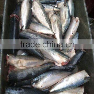 100% Net weight frozen mackerel HGT 100/200g 200/300g