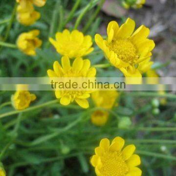 Chrysanthemum ,Chrysanthemum multicaule , flower seeds , herb seed,vegetalbe seed,fruit seed,grass seed