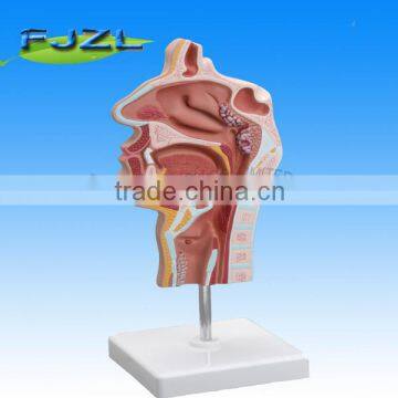 human Anatomy nose nasal cavity,oral cavity,throat,pharynx model