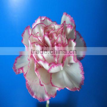 Alibaba Online Shopping Fresh Cut Flower Carnation Multicolor Carnations