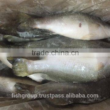 BARRAMUNDI WHOLE ROUND photo-2