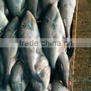 Frozen Leather Jacket Fish photo-2