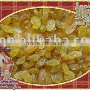 premium quanlity golden raisin (xinjiang,china)