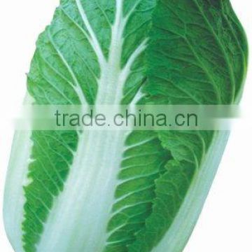 green chinese cabbage