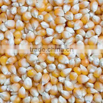 yellow corn