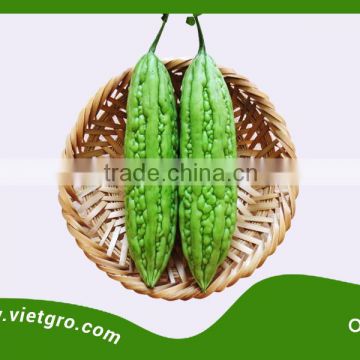 HIgh Yield F1 Hybrid Bitter Gourd Seed ORI 05