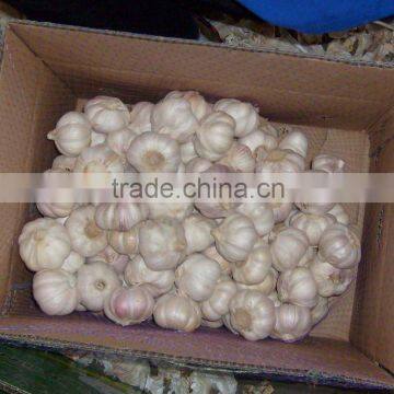 2011 chinese jinxiang fresh garlic