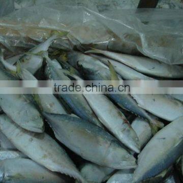 frozen indian mackerel fish