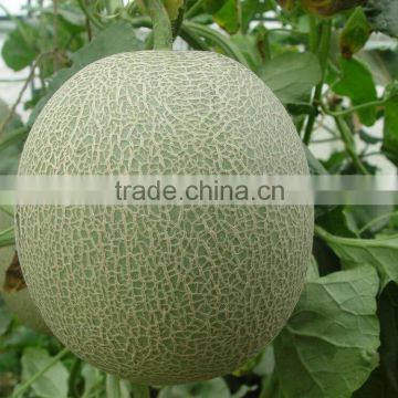 Hybrid muskmelon seeds hami melon for sale cui mi