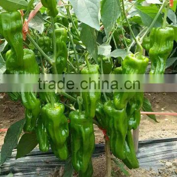 Hybrid Chinese pickled peppers pepper Big pepper seeds for cultivation-36