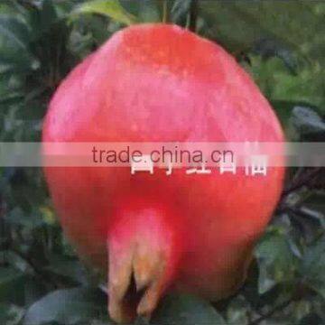 Easy Survival Pomegranate Seedling photo-3