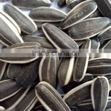 2015 black sunflower seeds 5009, 24/64, 24/68, 28/72