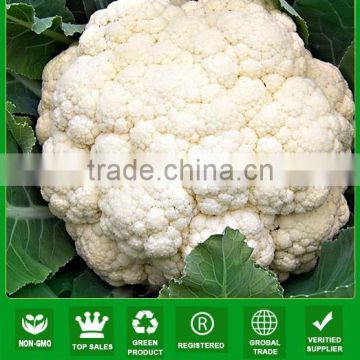 NCF38 Qisi hybrid cauliflower seeds Guangzhou