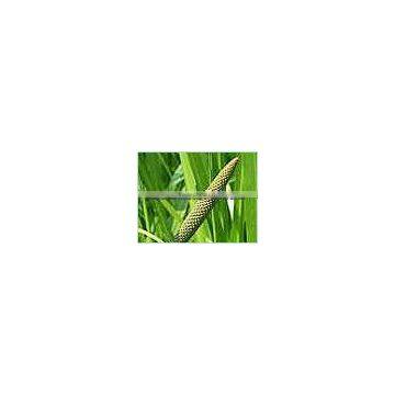 Calamus Oil