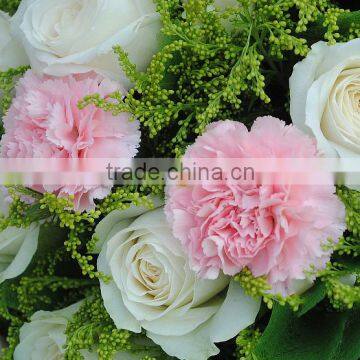 USD 0.15- USD 0.3 Fresh carnation natural sweet smell carnation flower supply